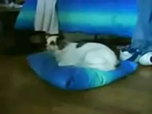 منسون آب نبات می شود ...